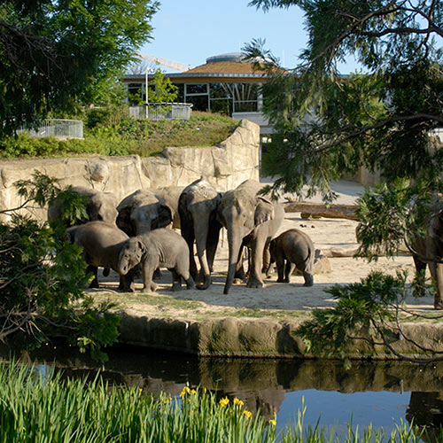Kölner Zoo éléphants