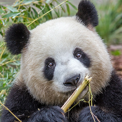 Panda zoo Berlino